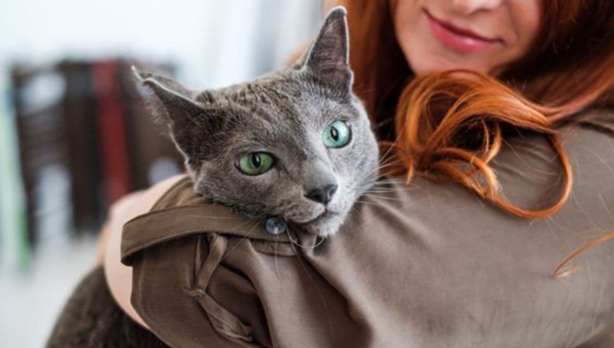 6 señales para reconocer que tu gato ya está viejo