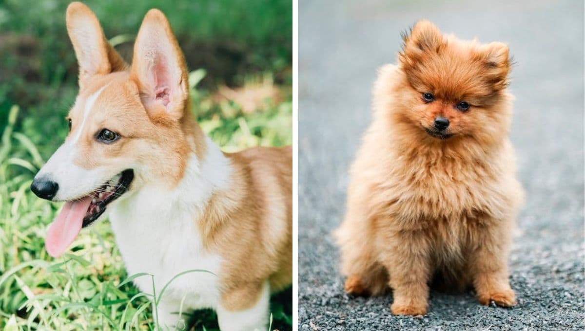 ¿Cómo saber si un perro es de raza o mestizo?