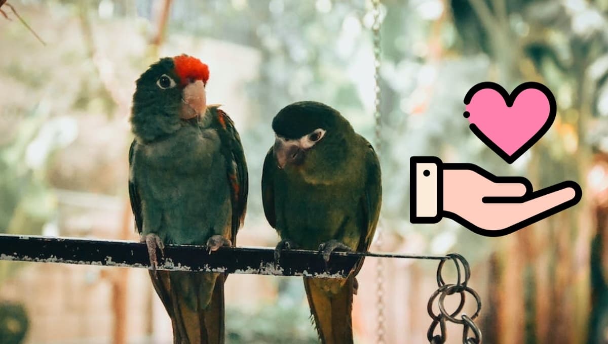 3 tips para que un periquito confíe en ti y quiera jugar contigo