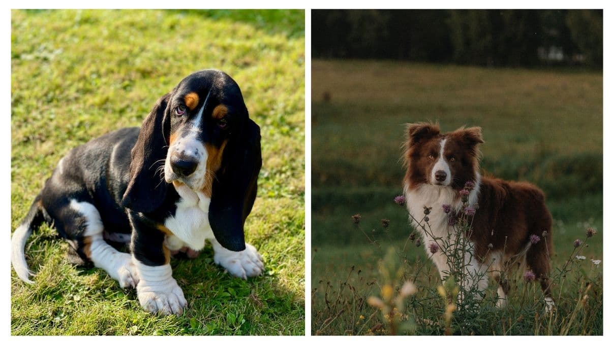 5 razas de perros medianos tranquilos: son fáciles de cuidar