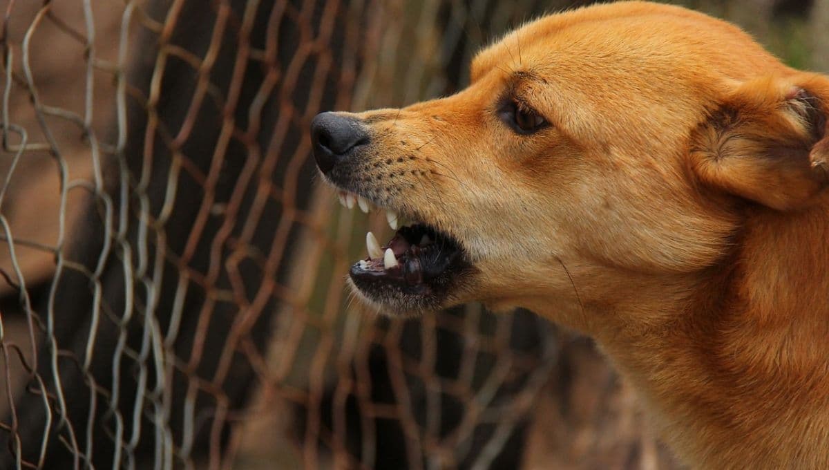 Día Mundial Contra la Rabia: Tiempo que tengo para ponerme la vacuna después de que un perro muerde