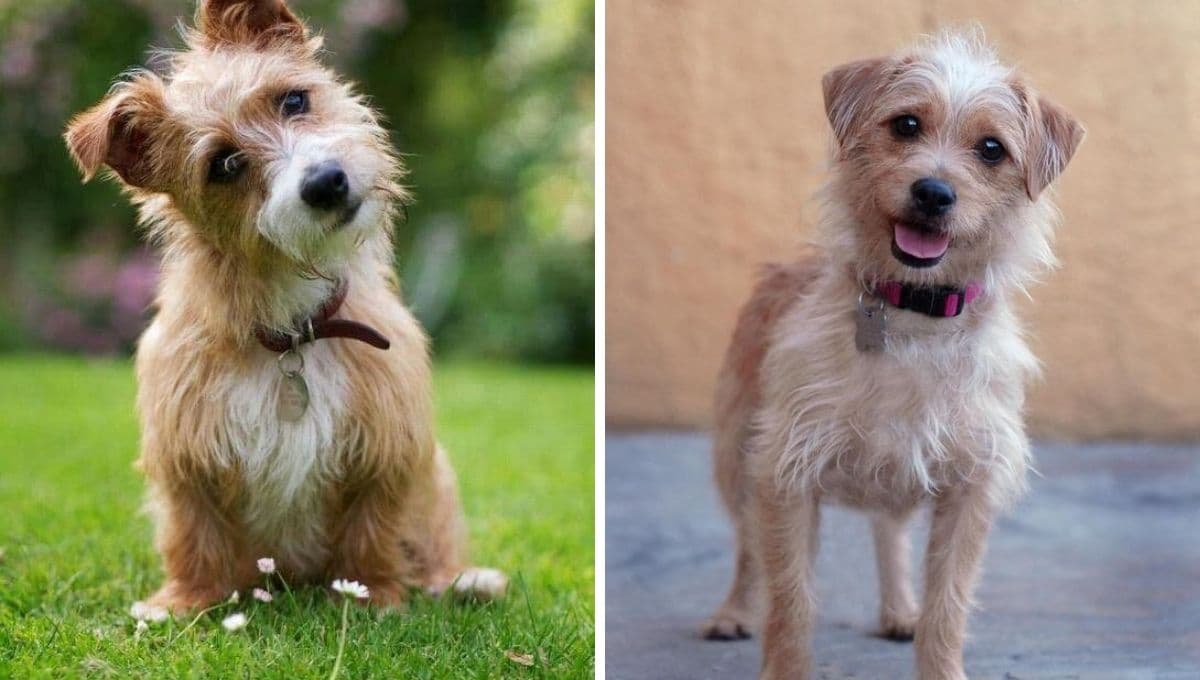 ¿Cómo saber si tu perro es de raza pura?