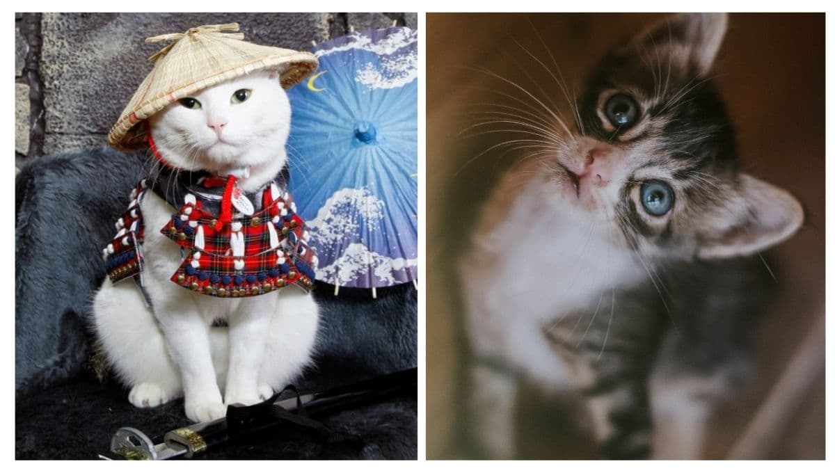 7 nombres para gatos en japonés con significado de personajes de anime