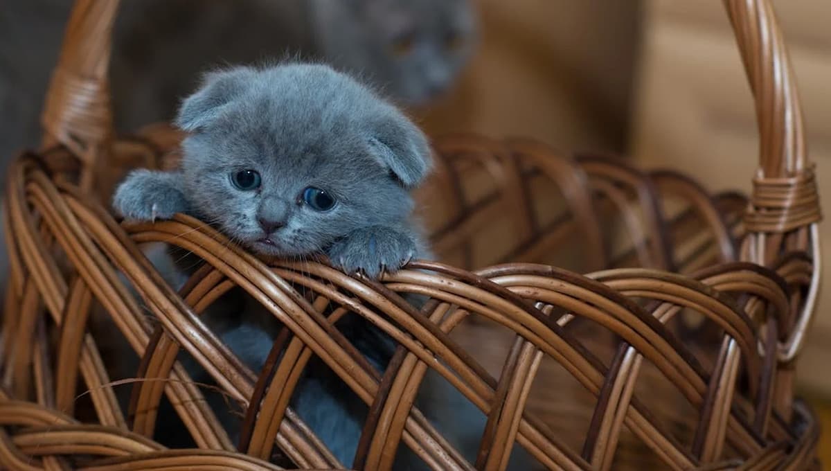 ¿Qué pasa cuando mi gatito está muy desanimado?