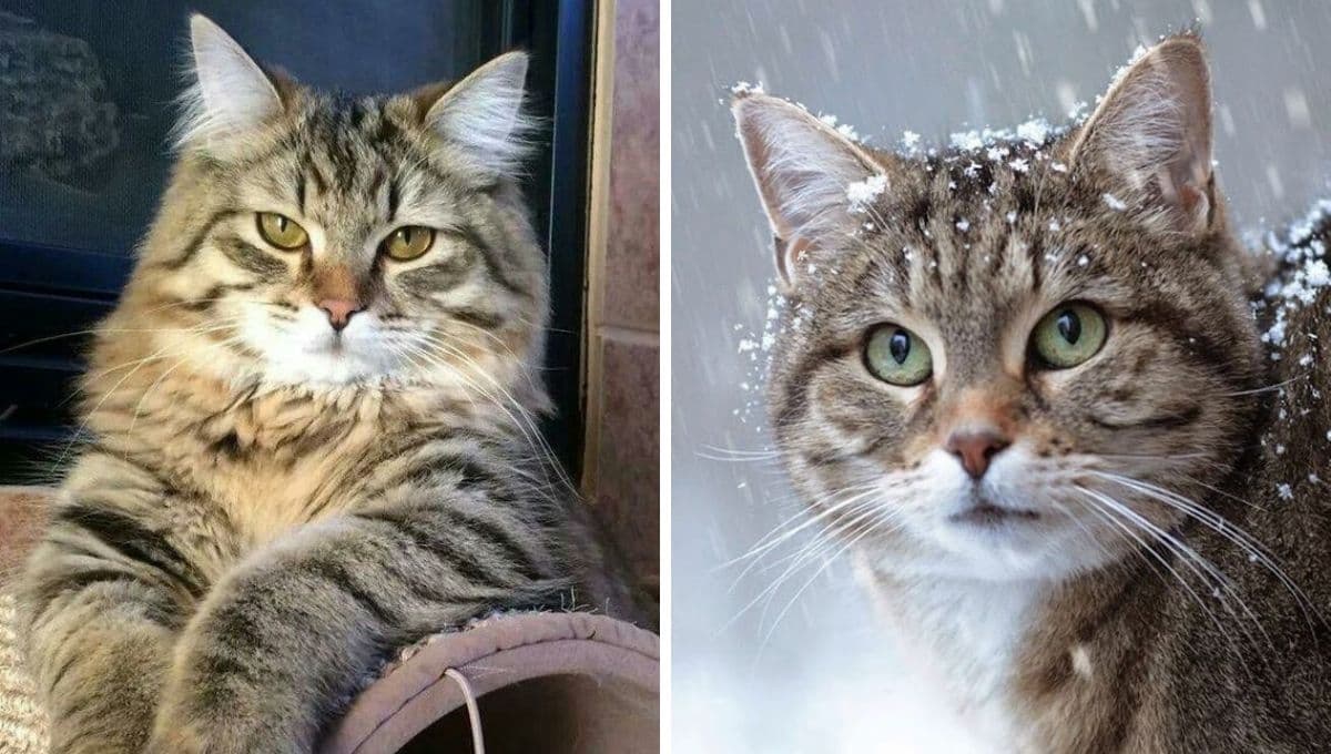 5 razas de gatos atigrados: son de los más lindos y especiales