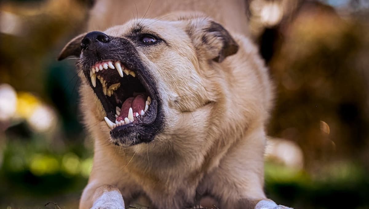 ¿Cómo hacer que mi perro no muerda a las personas?