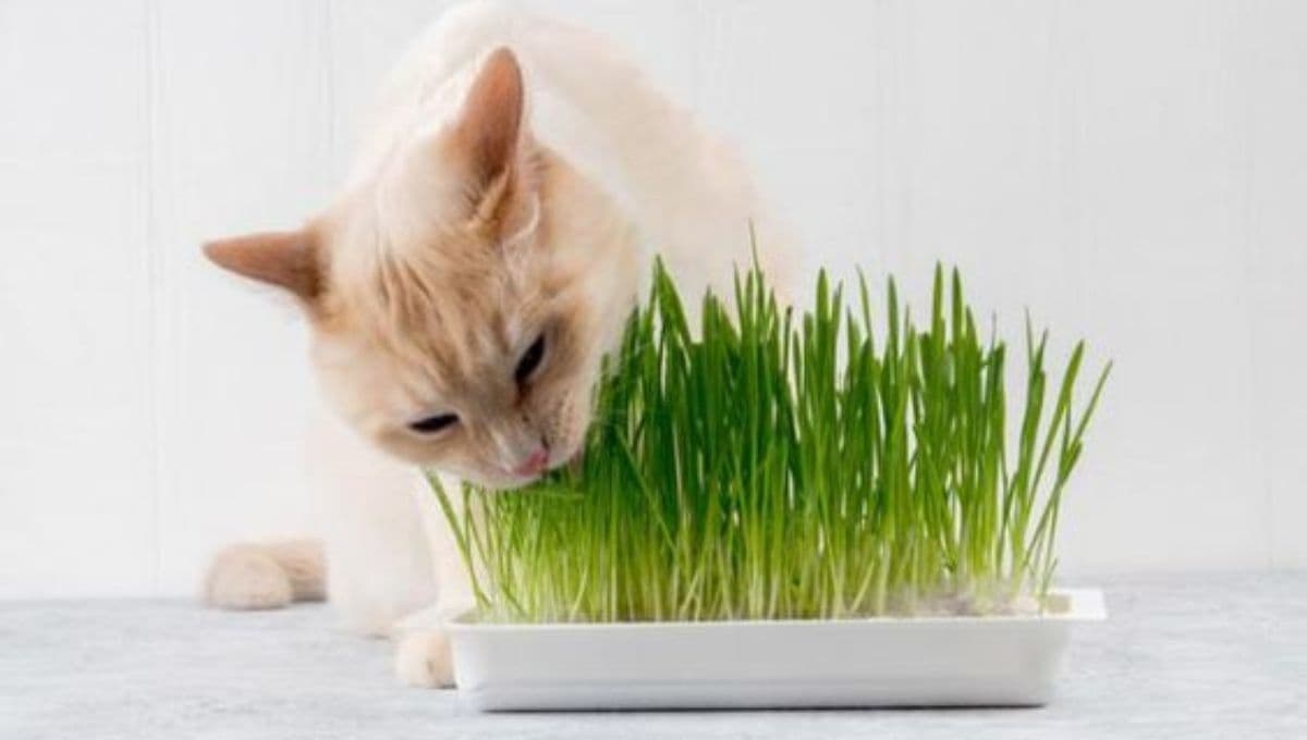 3 beneficios de la hierba gatera y cómo usarla con gatos