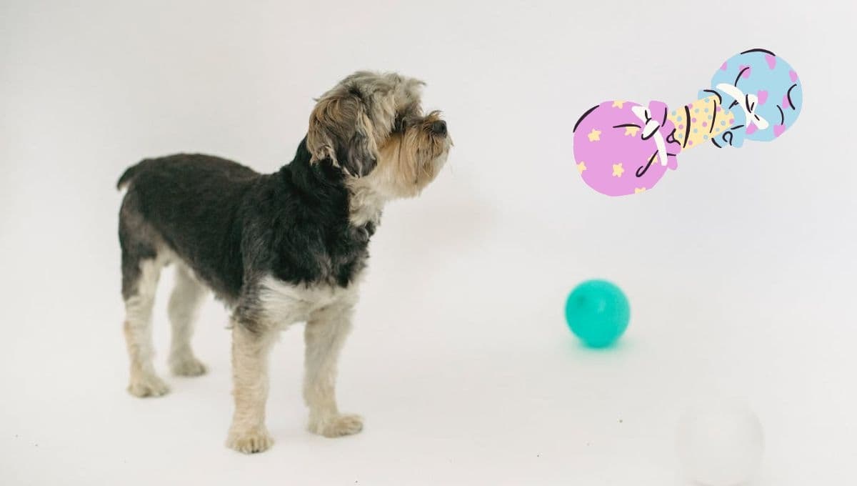 Cómo hacer un juguete casero para perros destructores | Paso a paso