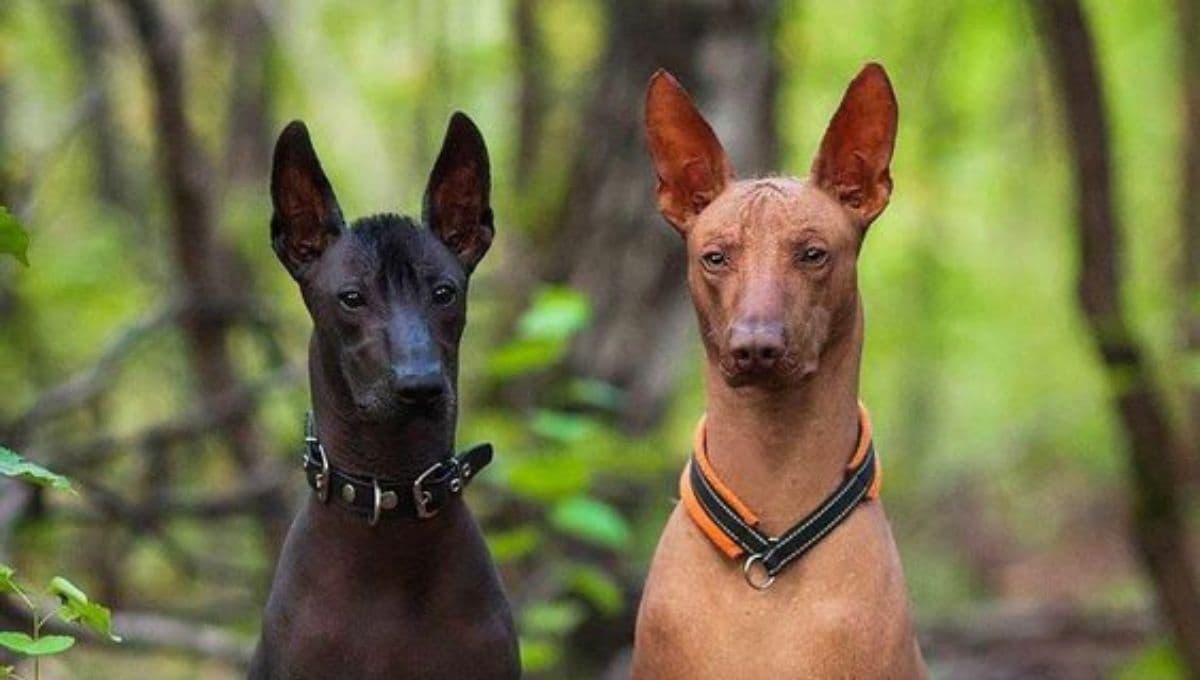 5 razas de perro que NO tiran pelo: además son lindos y tranquilos