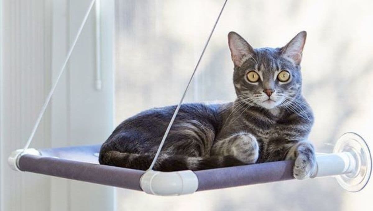 7 nombres rudos para gatos machos con su significado