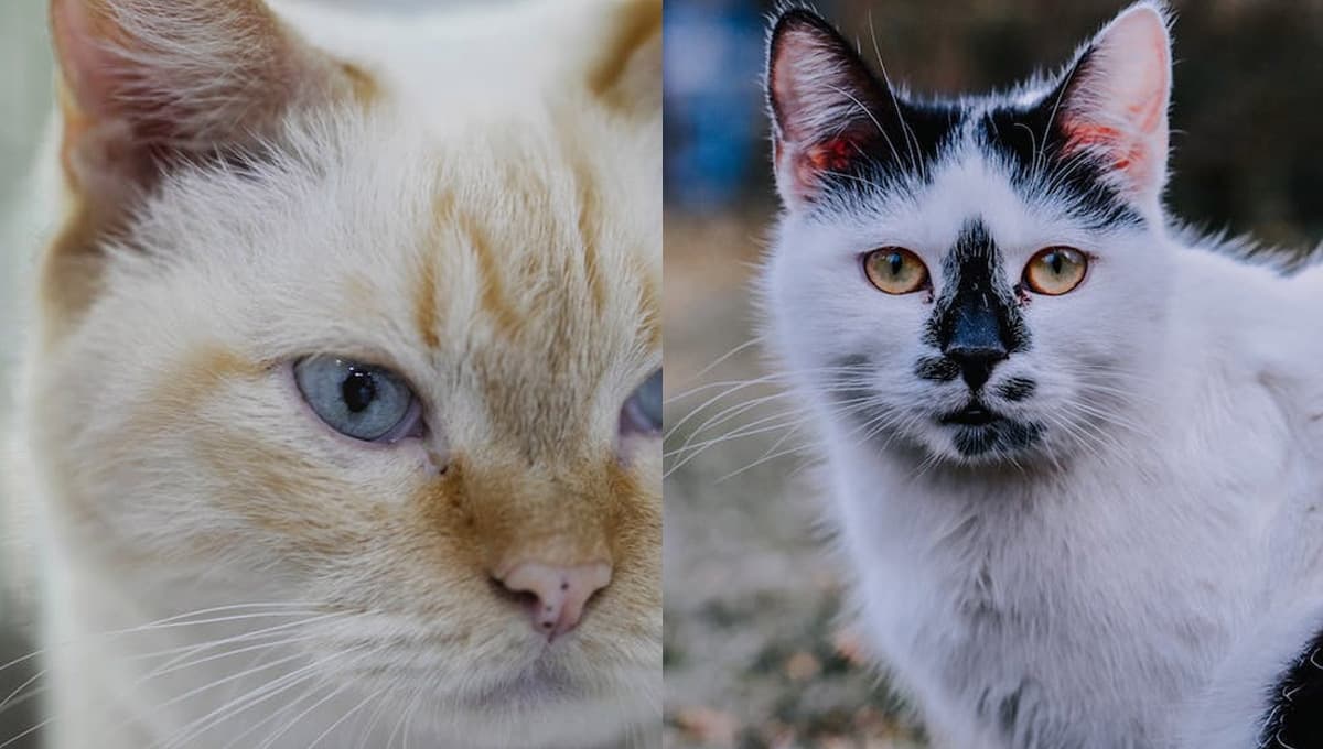 ¿Qué significa que mi gato tenga manchitas negras en la boca?