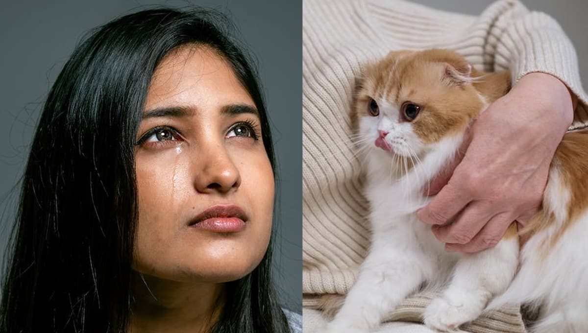¿Qué siente tu gato cuando lloras?