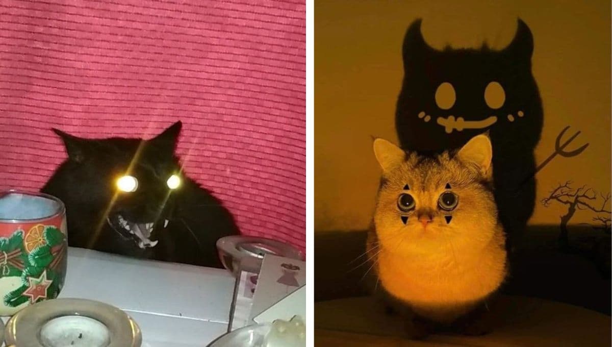 6 MEMES de gatitos y terror para recibir octubre y Halloween