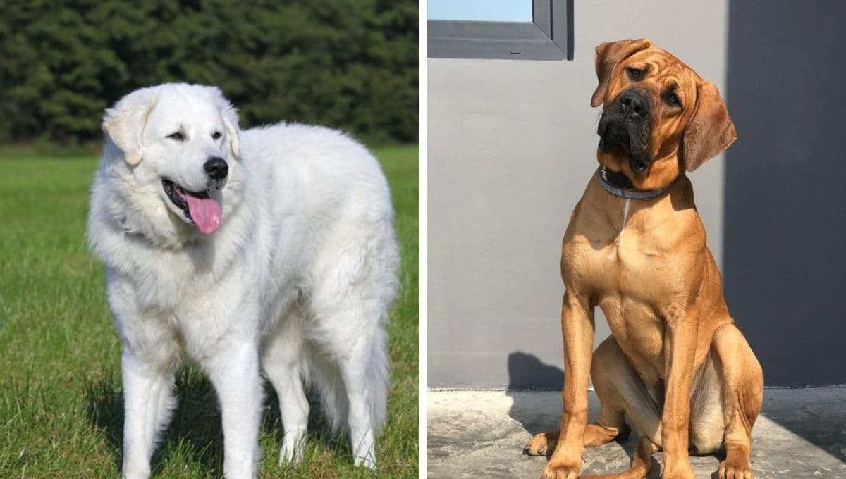 5 razas de perros grandes y fuertes para proteger tu hogar