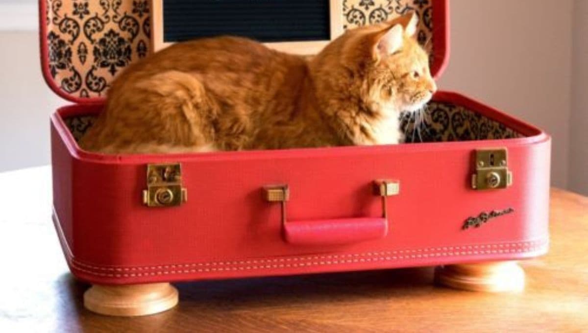 ¿Cómo hacer una camita para gatos con una maleta?