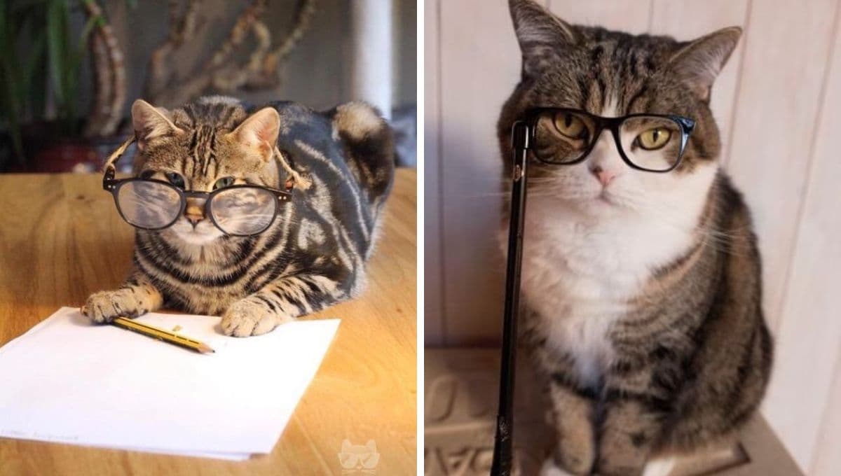 7 nombres preciosos para gatitas atigradas con significado