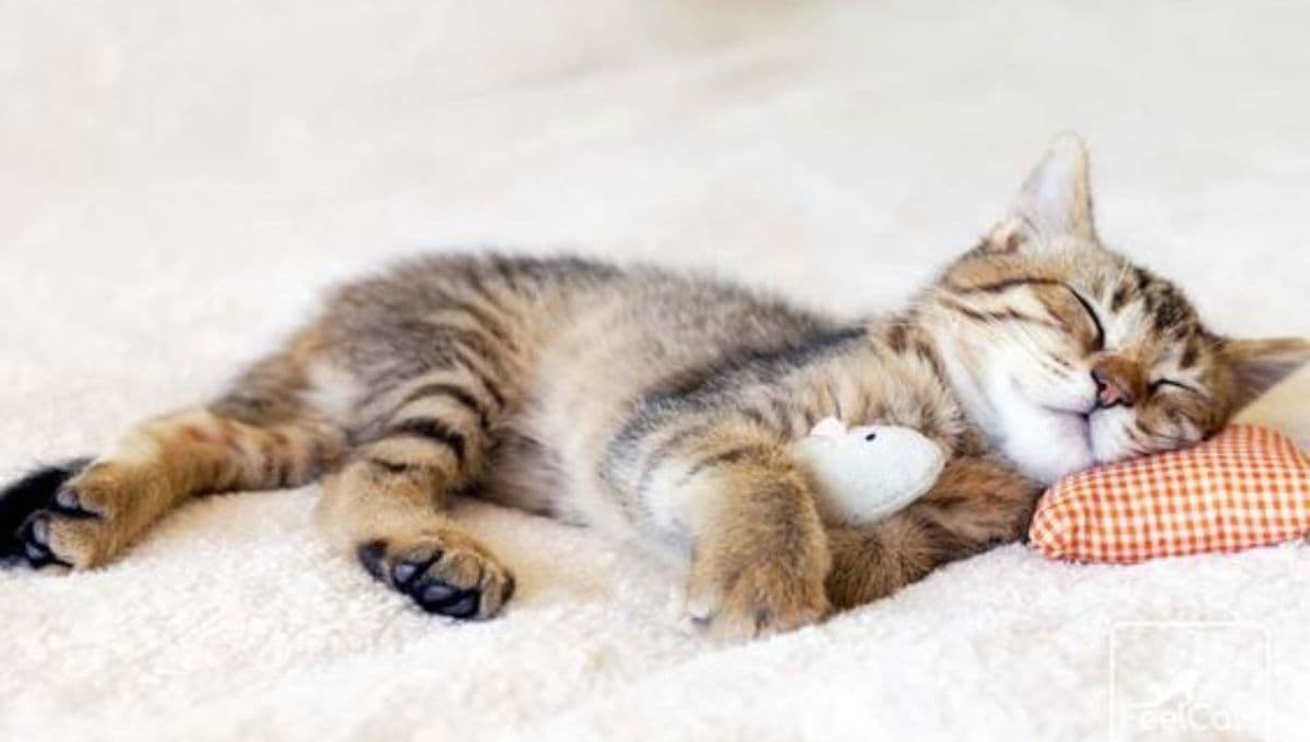 ¿Qué significa cuando un gato no quiere comer y se la pasa dormido?