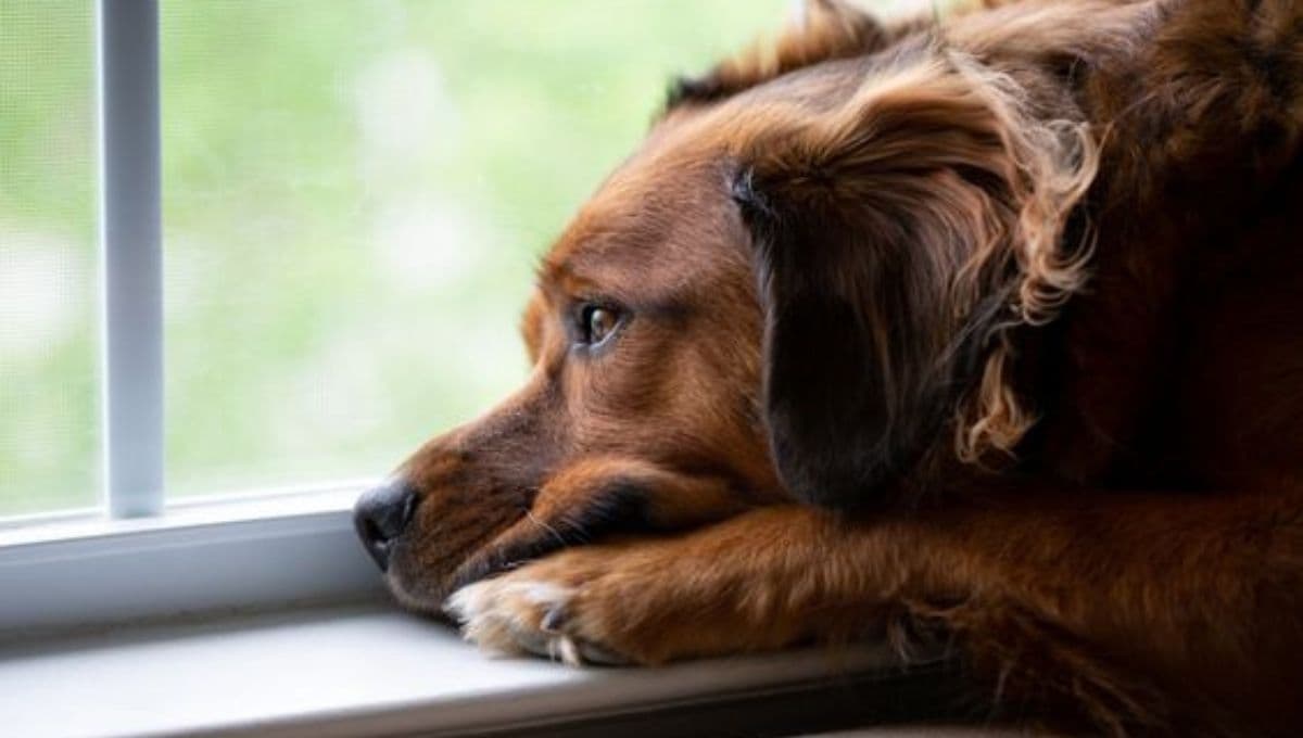 5 características de los perros con hiperapego para saber si tienes uno