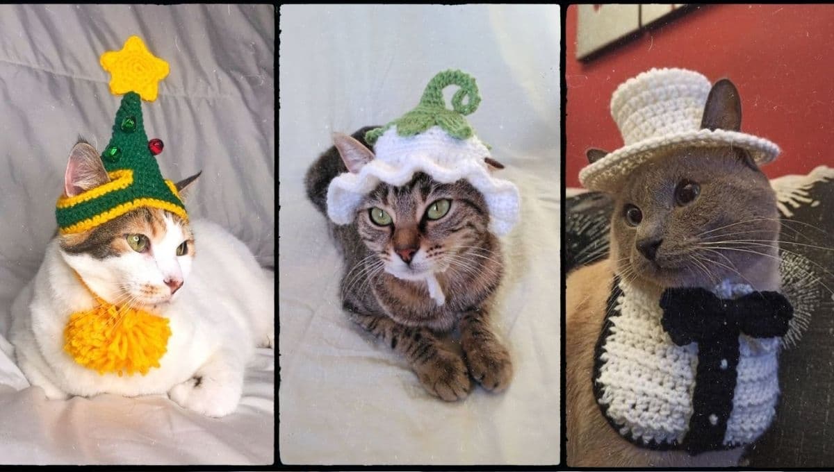 5 FOTOS de gatitos con sombrero que te derretirán el corazón