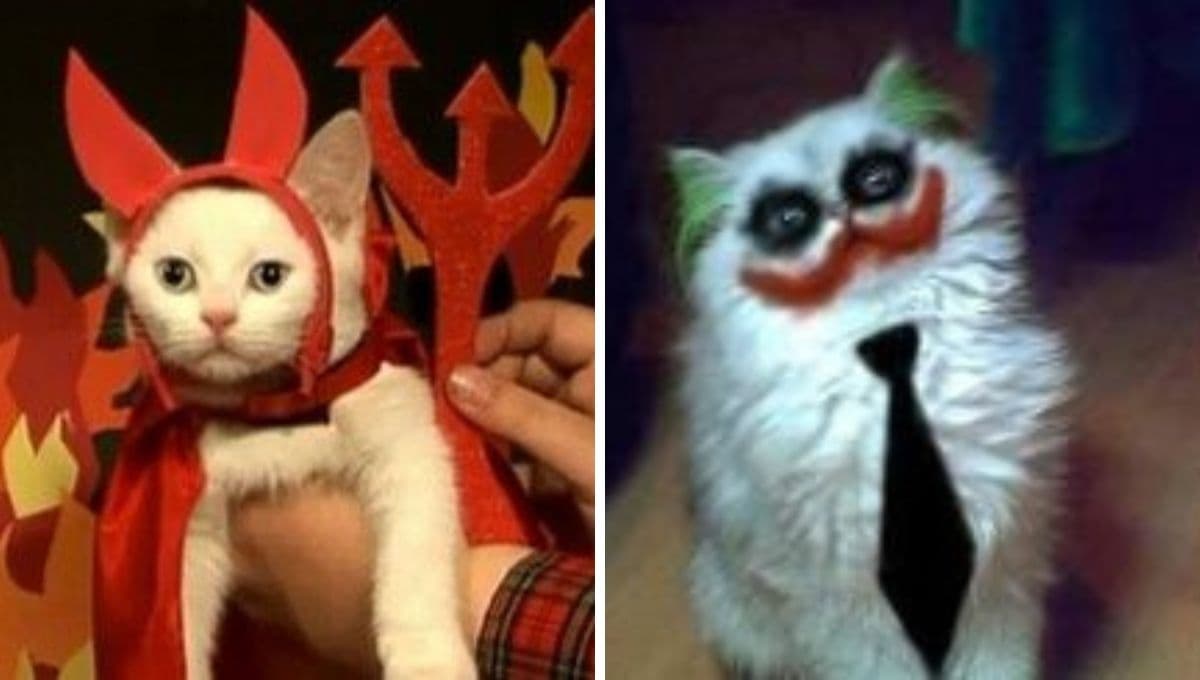 6 MEMES de gatos y octubre para celebrar el mes más terrorífico del año