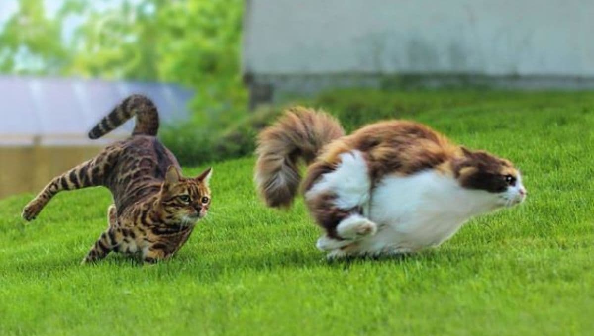 ¿Por qué mi gato corre de repente?