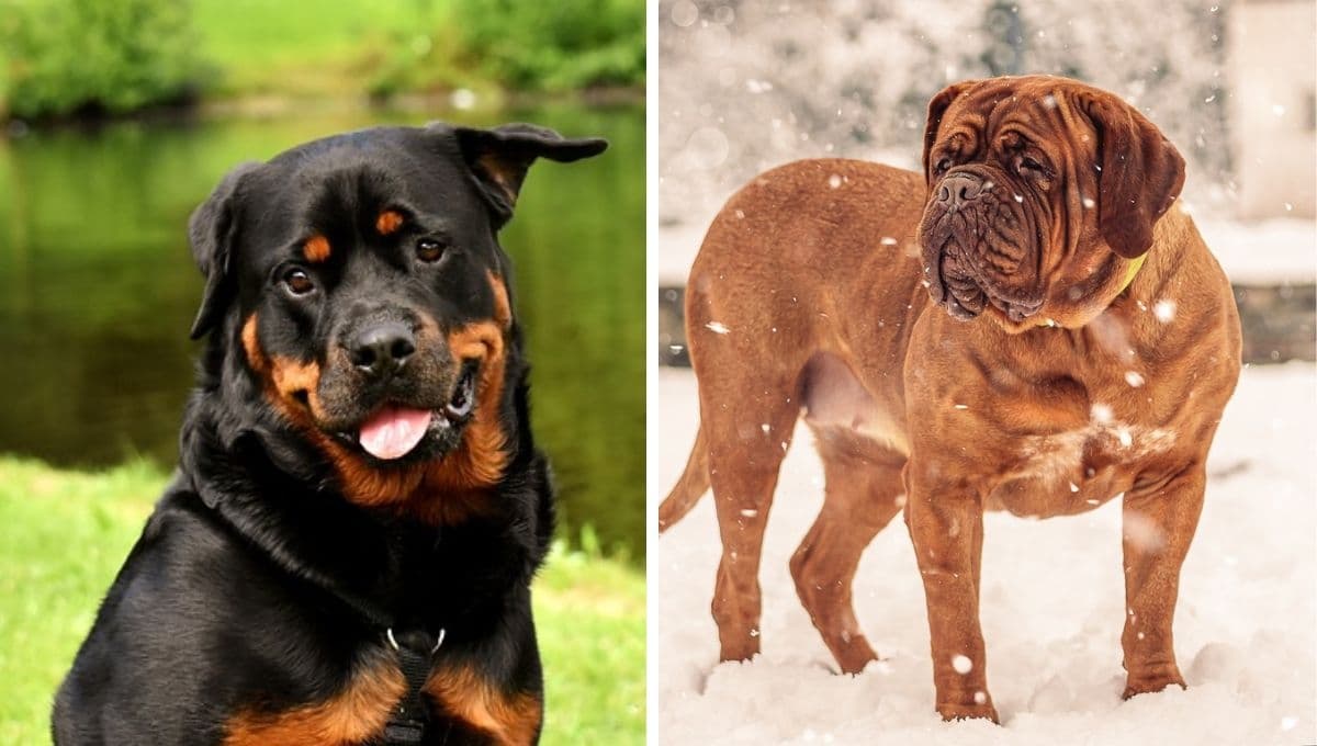 5 razas de perros que viven MENOS: son lindos pero con poca esperanza de vida