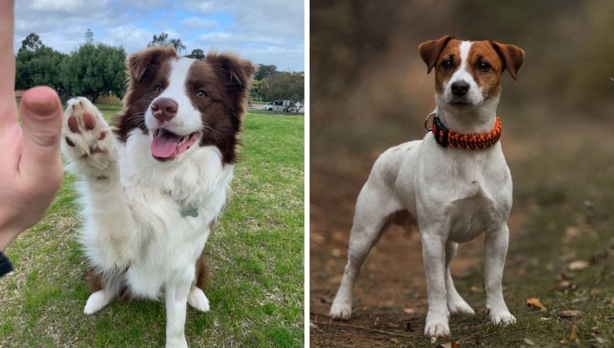 Top 10 razas de perros que viven más años: hermosos y longevos
