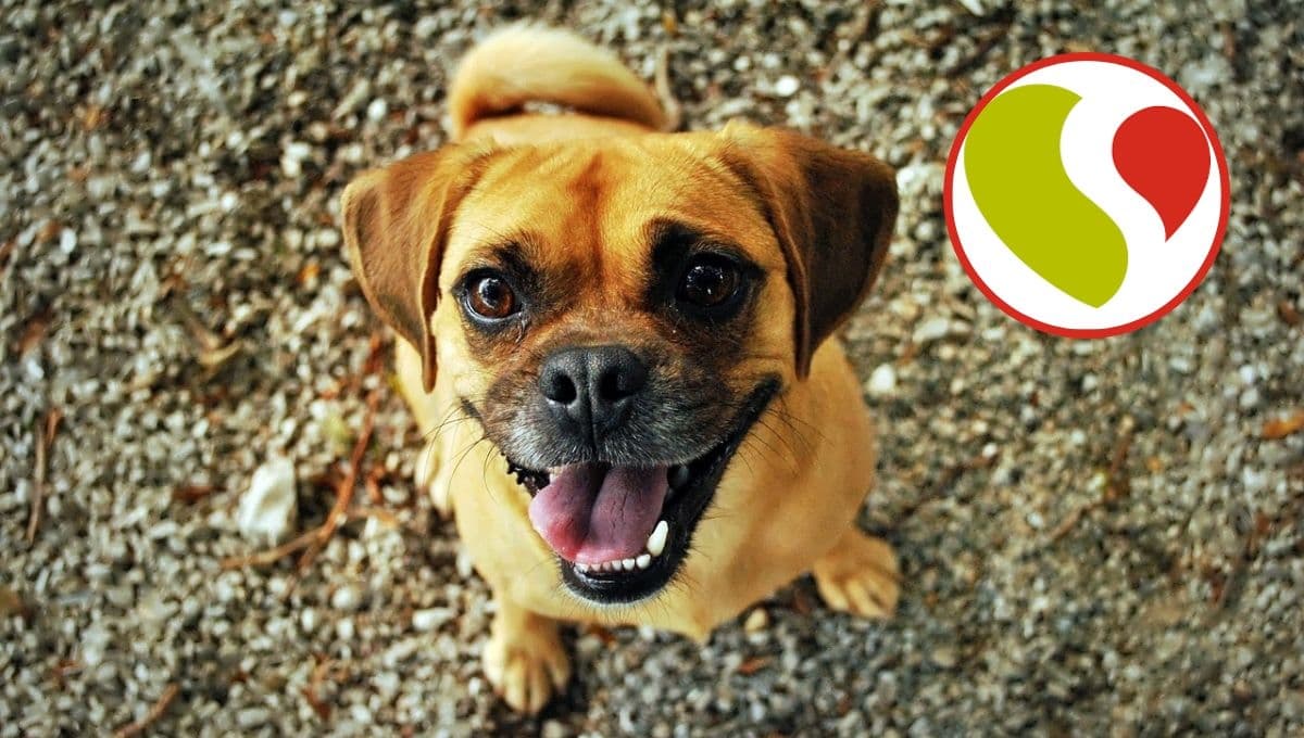 Soriana tiene en oferta uno de los alimentos para perro más buenos y económicos