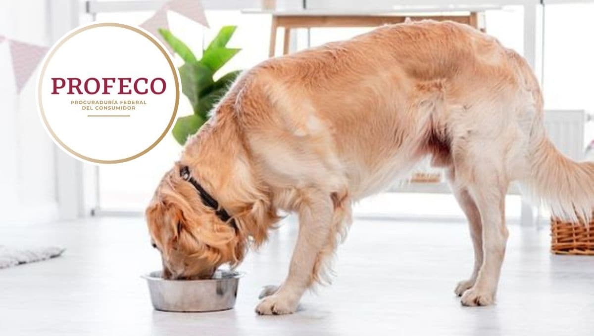 Dog Chow o Pedigree, ¿cuál es la mejor según Profeco?