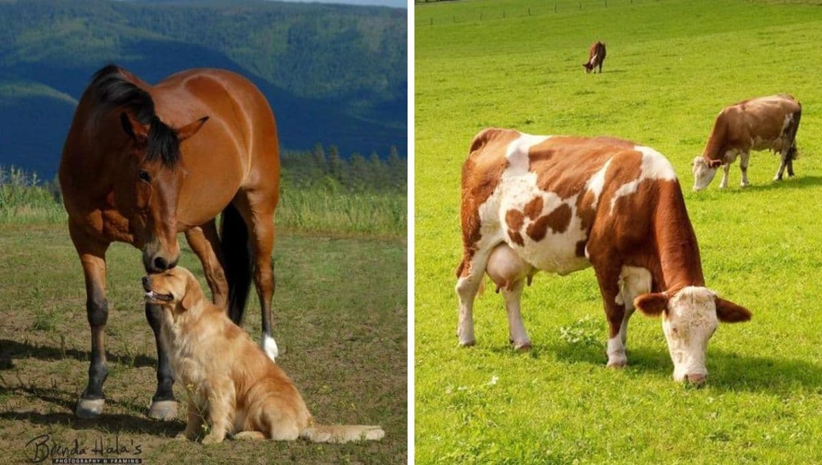 ¿Por qué se celebra el Día de los Animales hoy 4 de octubre?