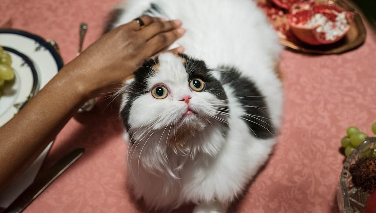 ¿Por qué mi gato me sigue hasta el baño?