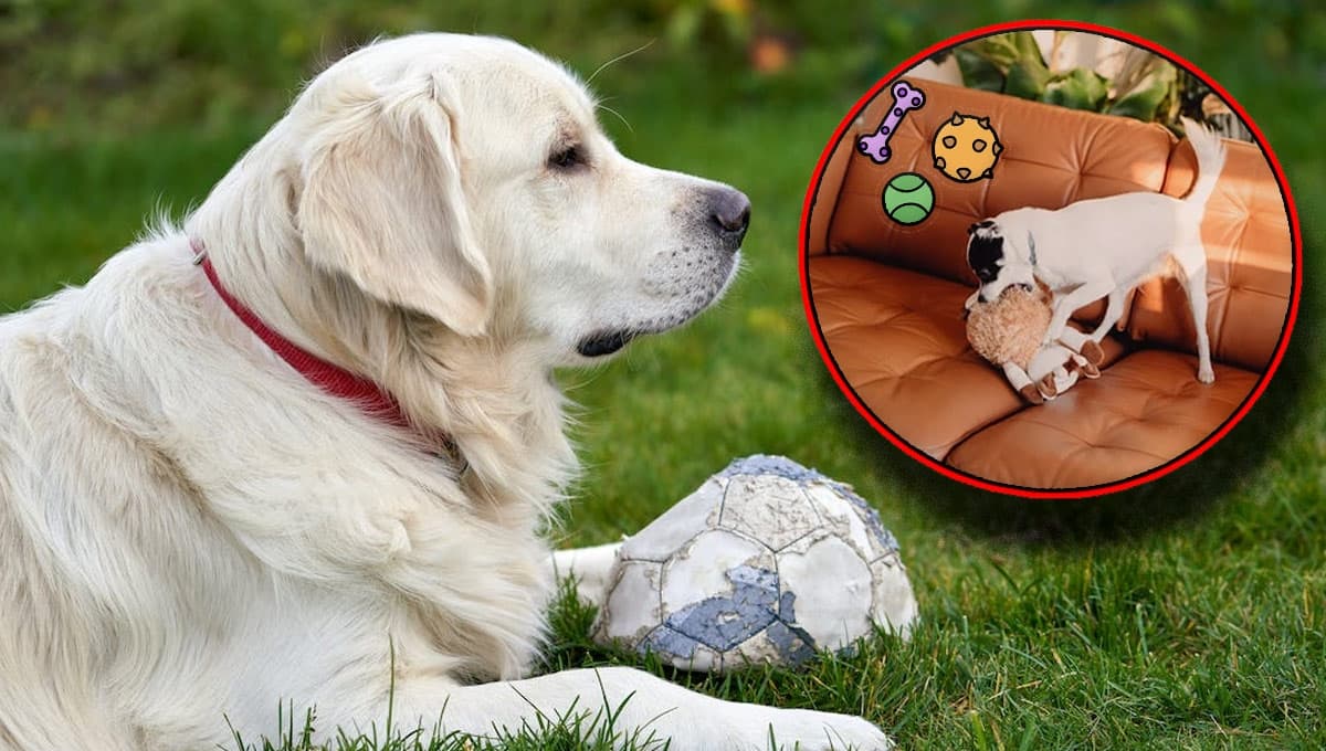 Cómo hacer un kong casero para perros ansiosos | Paso a paso