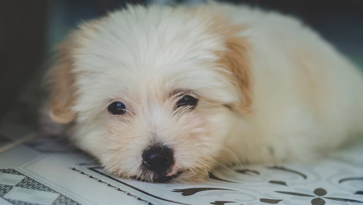 ¿Cómo se puede saber si un perro tiene fiebre?