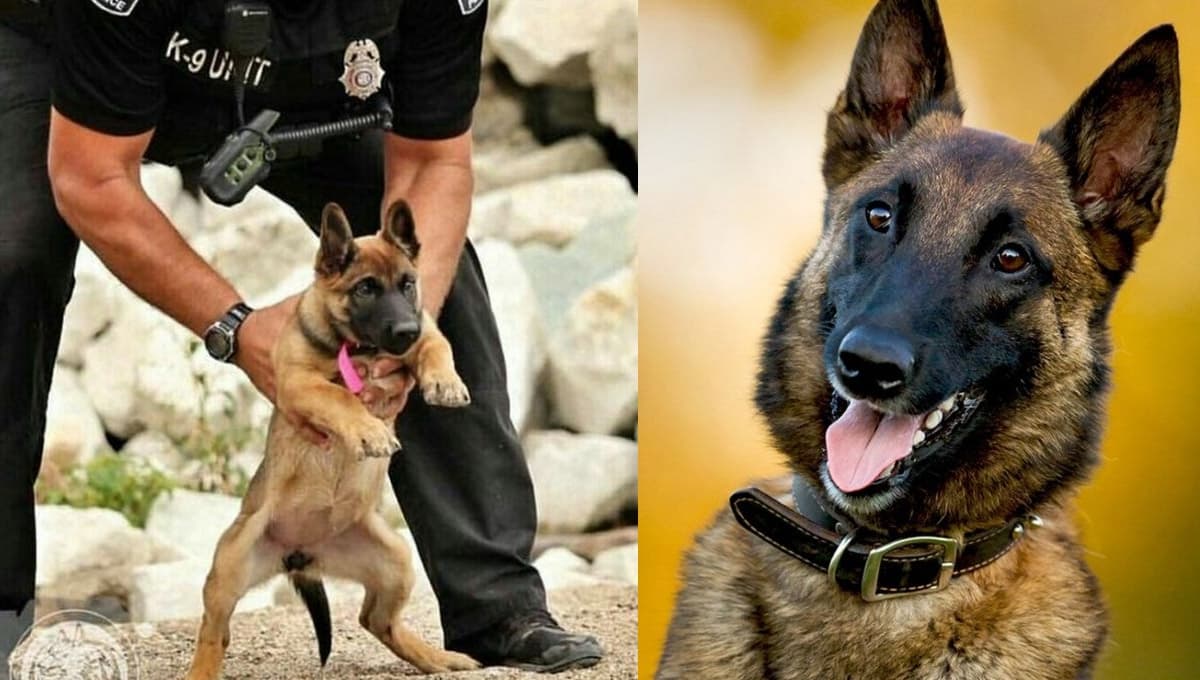 7 nombres rudos para perros pastor belga con su significado