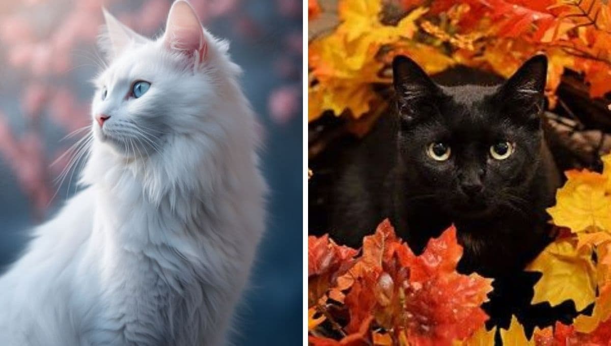 Por ESTA razón jamás debes regalar gatos negros y blancos en octubre