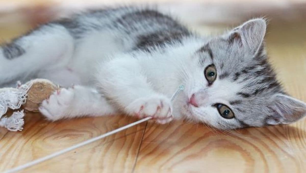¿Qué significa cuando un gato tiene moco con sangre?