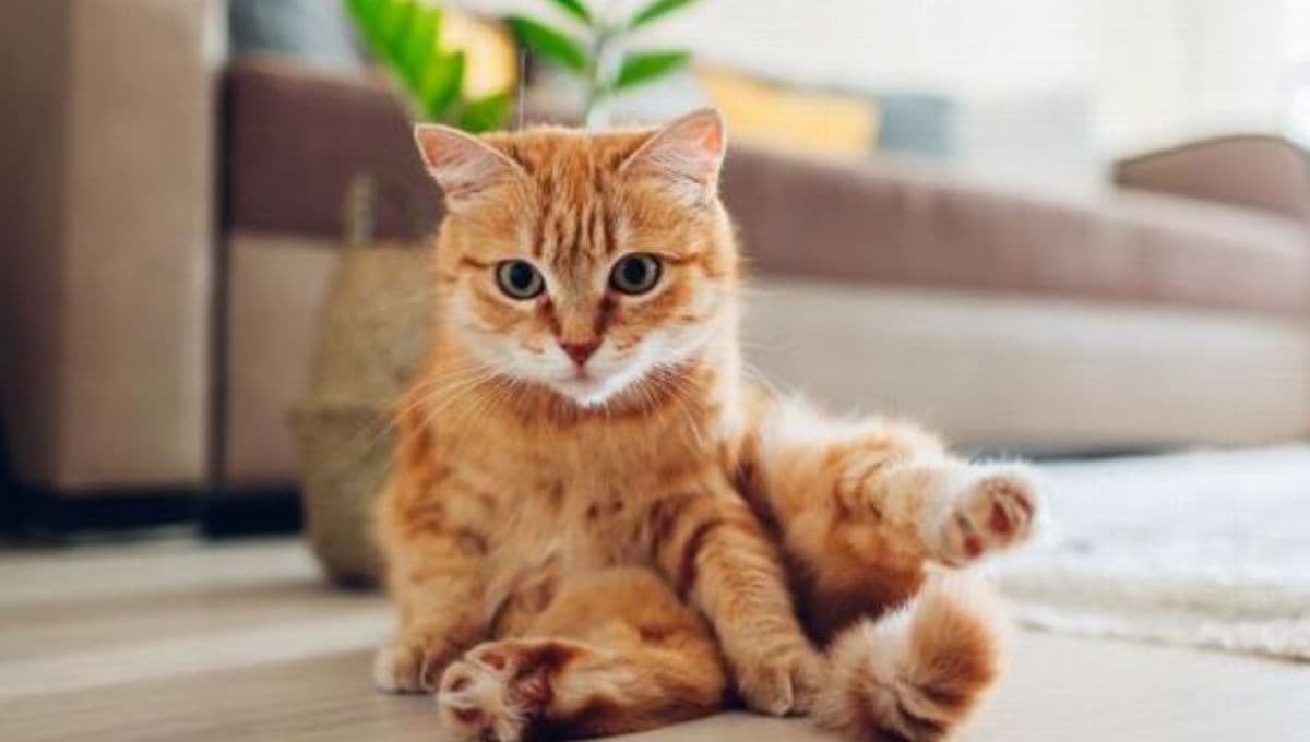 10 curiosidades de los gatos naranjas para entender qué los hace tan especiales