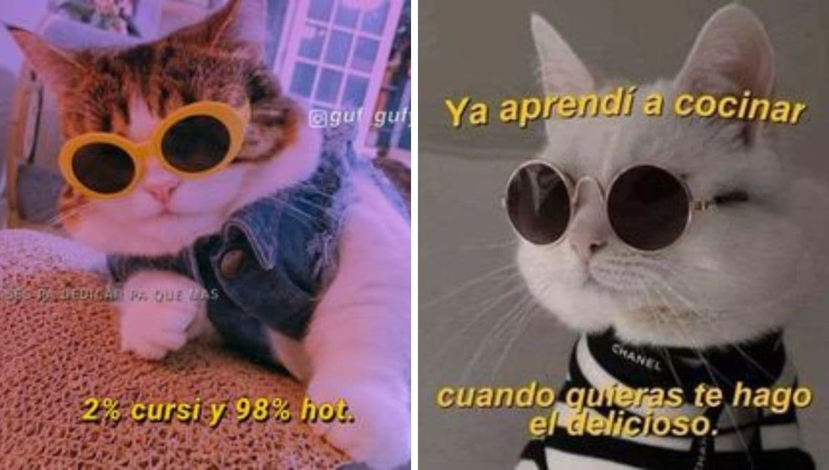 6 MEMES de gatos muy coquetos para conquistar a ese crush imposible