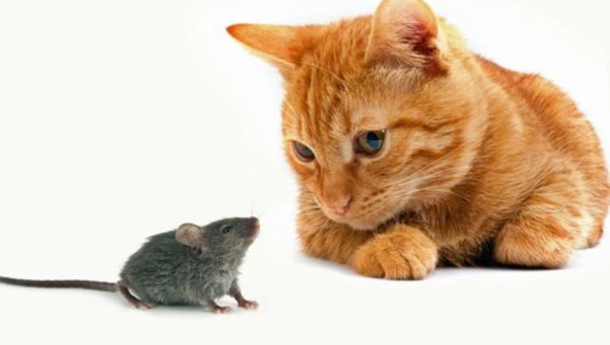 ¿Cómo hacer que mi gato no persiga roedores?