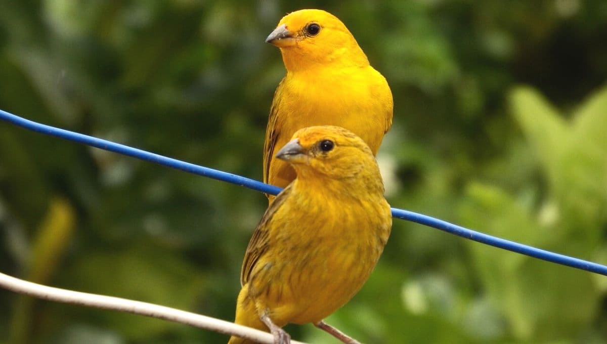 6 beneficios de tener un canario en casa