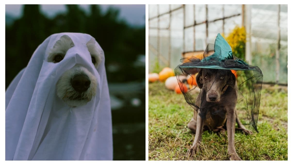 7 nombres de miedo para perros con su significado