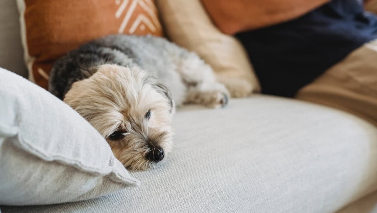 ¿Por qué mi perro llora cuando se queda solo?