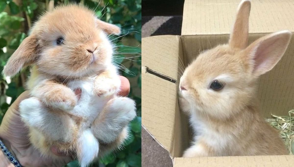 5 beneficios de tener un conejo toy como mascota