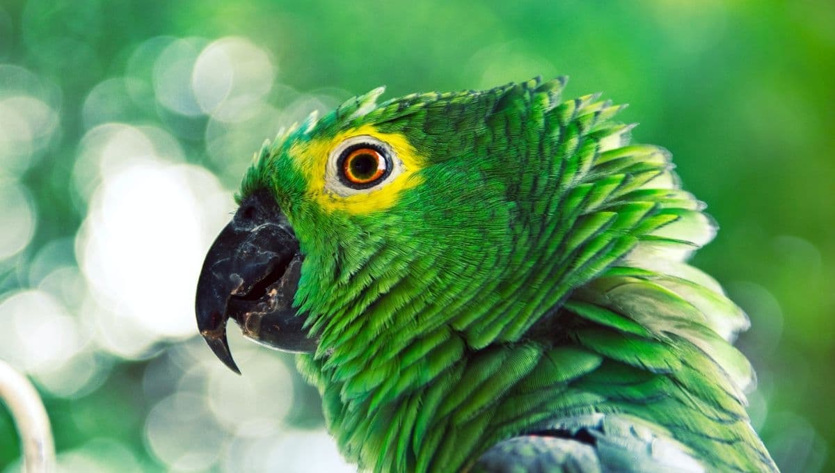 ¿Qué pasa si tengo un perico con la nueva Ley de Bienestar Animal?