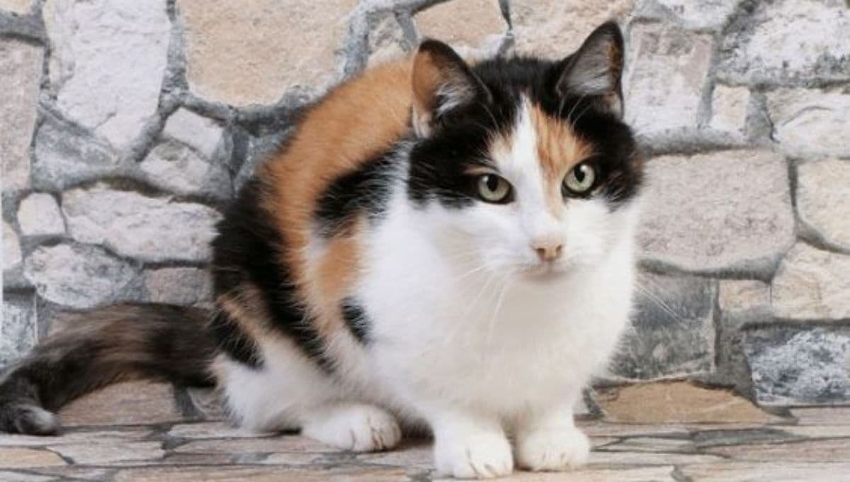 7 nombres preciosos para gatitas de tres colores con significado