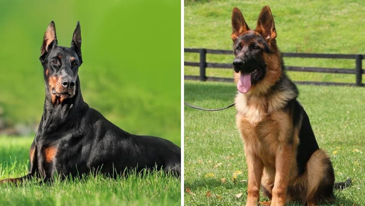 5 razas de perros ideales para ser el guardián de tu familia: protección y lealtad