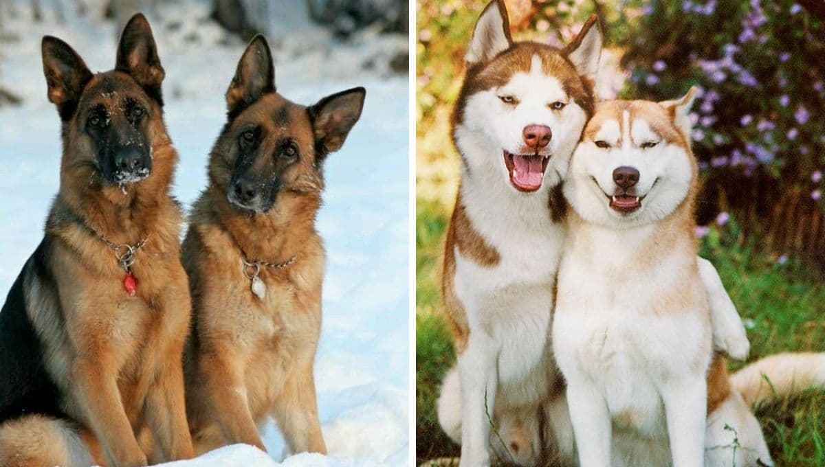 3 beneficios de tener dos perros: amor y lealtad doble
