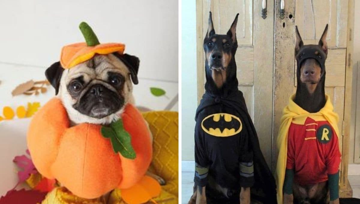 5 disfraces de Halloween para perros que puedes comprar en Shein a buen precio