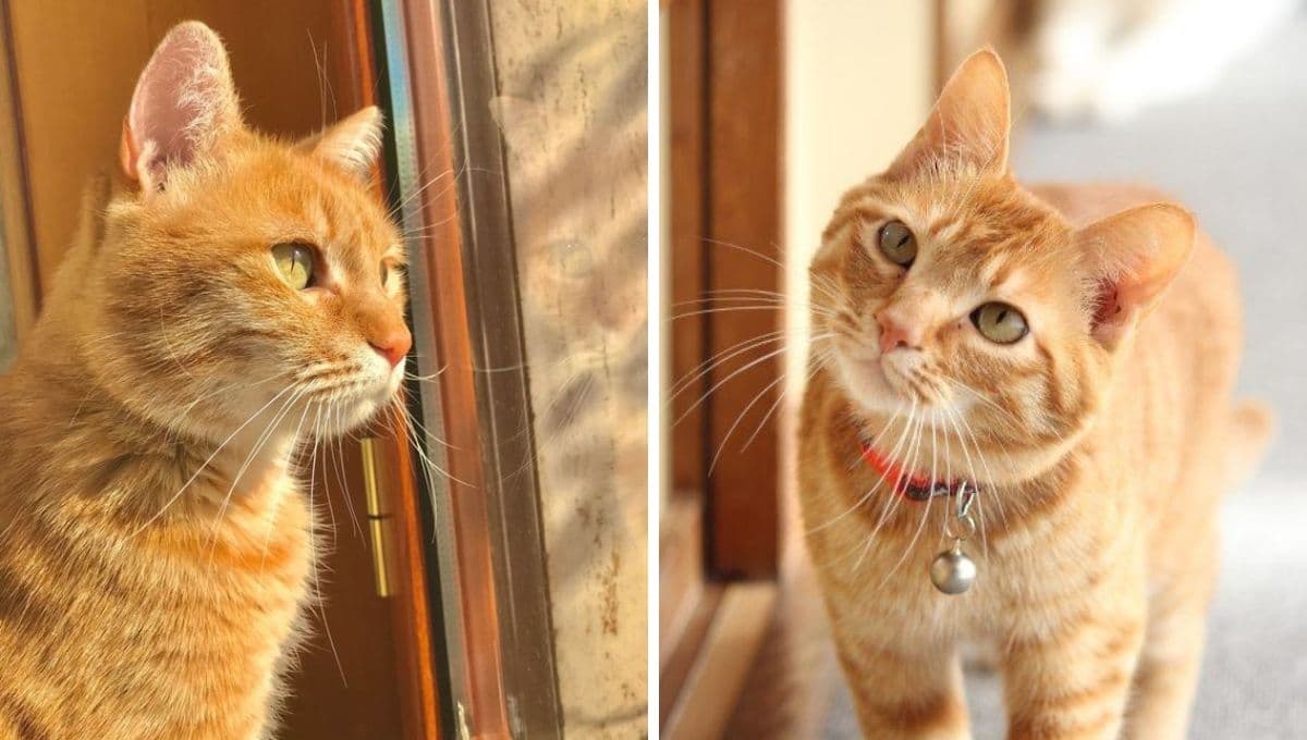 7 nombres coreanos para gatos naranjas con significado bonito
