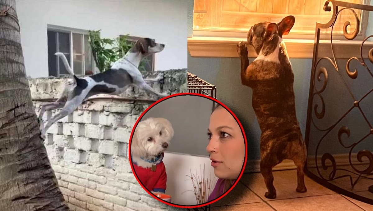 ¿Los perros nos entienden? Este video de un perrito CHISMOSO demuestra que sí